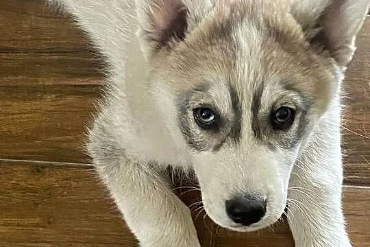Syberian Husky, Kujawsko-pomorskie, Radziejów