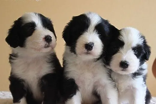 Border collie? szczenięta gotowe ,  opolskie Brzeg