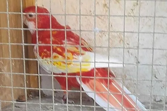 Rozella bialolica rubino samica lęgowa, Małopolskie, Wadowice