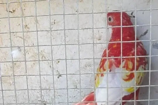 Rozella bialolica rubino samica lęgowa, Małopolskie, Wadowice