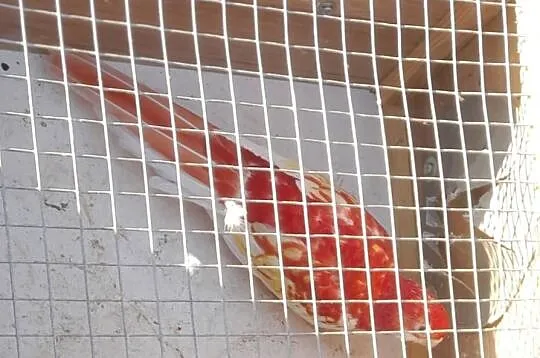 Rozella bialolica rubino samica lęgowa, Małopolskie, Wadowice