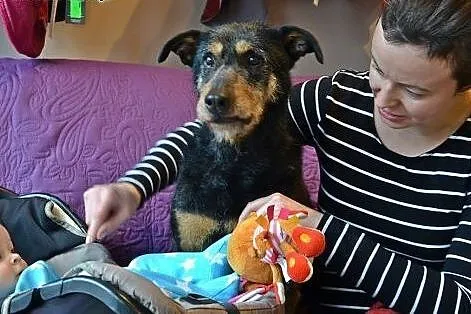 Baks.Uroczy sierściuch ciągle czeka na swoją szans