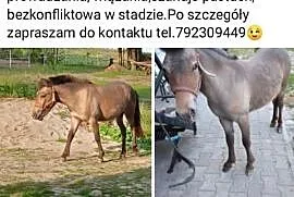 Młoda Klacz kuca