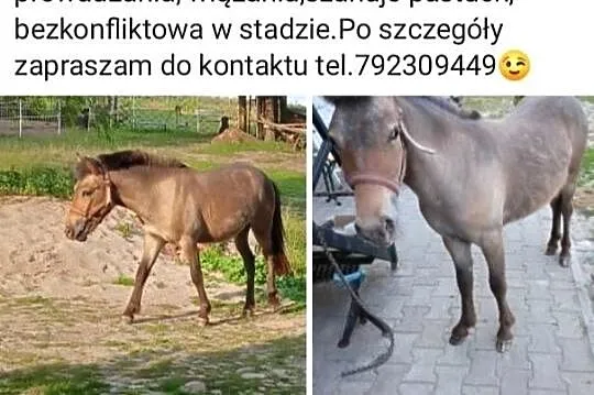 Młoda Klacz kuca