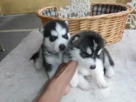 Uroczy Husky do Twojego domu/Uroczy Husky do Twojego domu