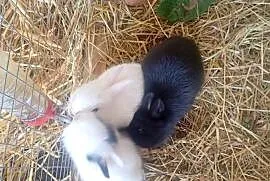 Króliki mini