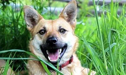 Nitka-śliczna sunia do adopcji , śląskie Katowice