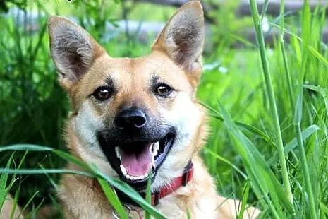 Nitka-śliczna sunia do adopcji ,  śląskie Katowice
