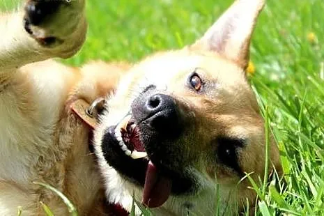Nitka-śliczna sunia do adopcji ,  śląskie Katowice