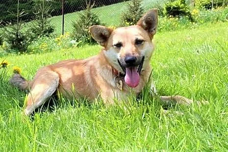 Nitka-śliczna sunia do adopcji ,  śląskie Katowice