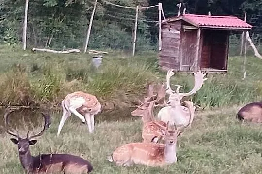 Daniele z hodowli sprzedam, Zachodniopomorskie, Kalisz Pomorski