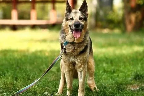 Łagodny,kontaktowy i zrównoważony-OWCZAREK Homer adopcja, Kundelki cała Polska