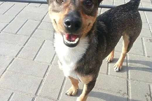 Mały Kiwi szuka domu,  mazowieckie Warszawa