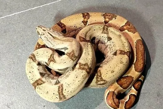 Boa cesarskie/imperator