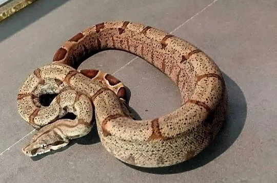 Boa cesarskie/imperator, Śląskie, Połomia