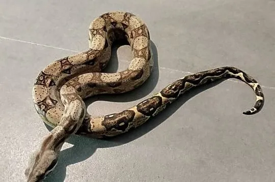 Boa cesarskie/imperator, Śląskie, Połomia