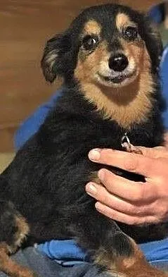 BUNIA - starsza, malutka, kochana sunia do adopcji :), Mazowieckie, Warszawa