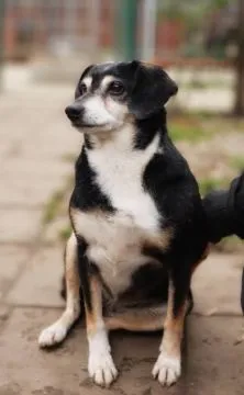 Kropka - niekonfliktowa, spokojna, zrównoważona sunia!  Kropka...Spokojna, delikatna dusza szuka swo, , Warszawa