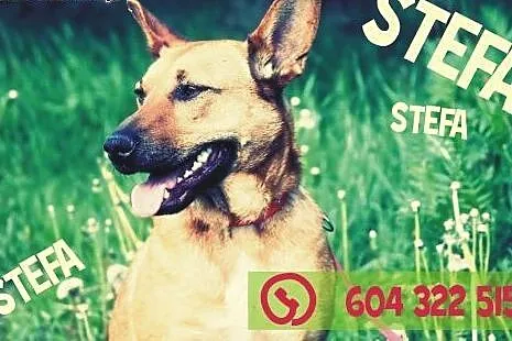 Stefa - przyjacielska, wesoła,  mądra.  Ma coś w sobie.,  małopolskie Kraków