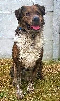 STEFCIO - duży, kochany psiak do adopcji z domu tymczasowego, mazowieckie Warszawa, Mazowieckie, Warszawa