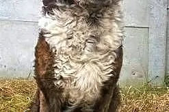 STEFCIO - duży, kochany psiak do adopcji z domu tymczasowego,  mazowieckie Warszawa, Mazowieckie, Warszawa