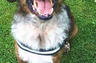 STEFCIO - duży, kochany psiak do adopcji z domu tymczasowego,  mazowieckie Warszawa, Mazowieckie, Warszawa