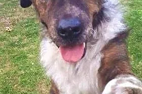 STEFCIO - duży, kochany psiak do adopcji z domu tymczasowego,  mazowieckie Warszawa, Mazowieckie, Warszawa