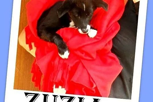 4mies. szczeniak,wesoła,średnia docelowo suczka ZUZIA.Adopcja,  małopolskie Kraków