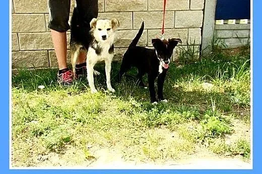 4mies. szczeniak,wesoła,średnia docelowo suczka ZU