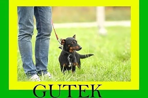6kg,2letni,przytulaśny,nieduży,wesoły,pies GUTEK, 
