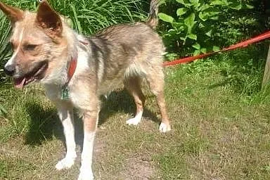 Mala,śliczna sunia,wysterylizowana,adopcja!!,  świętokrzyskie Kielce