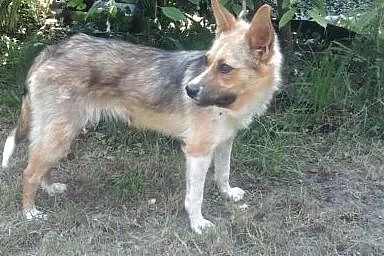 Mala,śliczna sunia,wysterylizowana,adopcja!!,  świ
