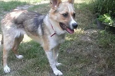 Mala,śliczna sunia,wysterylizowana,adopcja!!,  świ