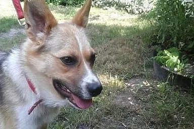 Mala,śliczna sunia,wysterylizowana,adopcja!!,  świ