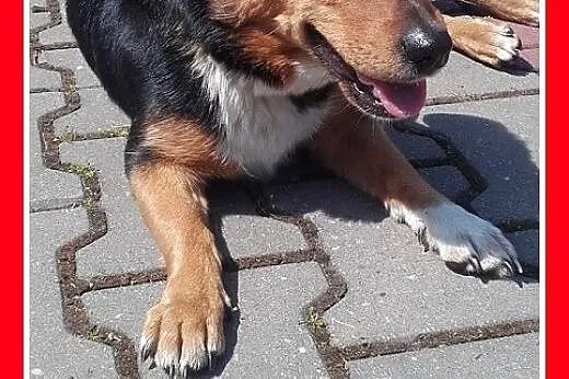 Mała,młoda 2 lata,mega łagodna,wesoła,tulaśna suczka ZORBA.Adopcja,  śląskie Katowice