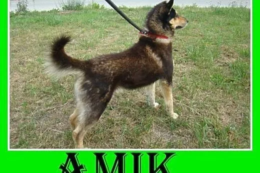 Husky mix,wesoły,przyjazny,łagodny,aktywny pies AM