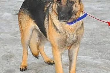 SZILA - piękna, 2 letnia sunia owczarka niemieckiego do adopcji,  mazowieckie Warszawa
