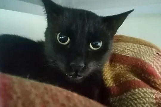 Czarno-białe marzenia nieszczęśliwej kotki Dżiny, Olsztyn