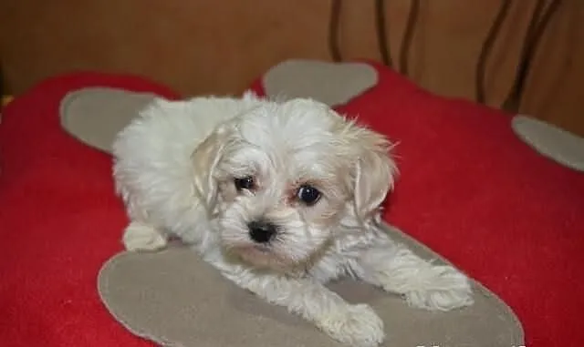 Maltipoo, MALTIPOOO, maltańczyk, pudel toy