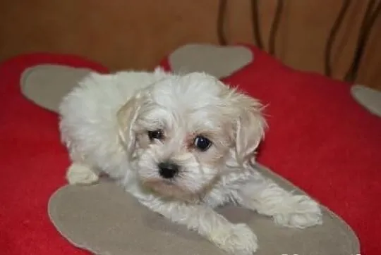 Maltipoo, MALTIPOOO, maltańczyk, pudel toy