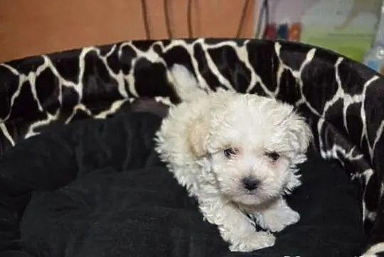 Maltipoo, MALTIPOOO, maltańczyk, pudel toy