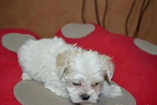Maltipoo, MALTIPOOO, maltańczyk, pudel toy