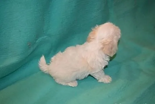 Maltipoo, MALTIPOOO, maltańczyk, pudel toy