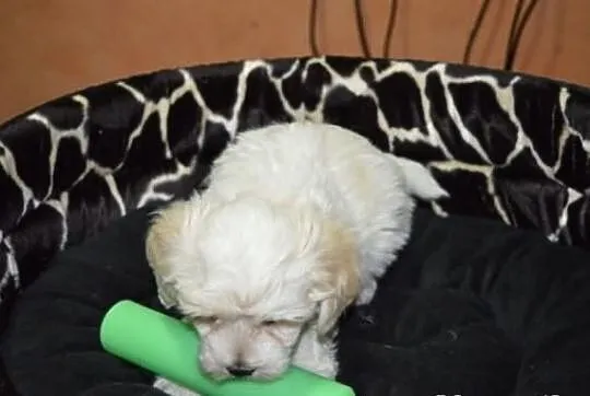 Maltipoo, MALTIPOOO, maltańczyk, pudel toy