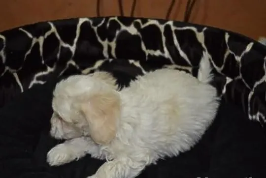 Maltipoo, MALTIPOOO, maltańczyk, pudel toy