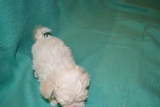Maltipoo, MALTIPOOO, maltańczyk, pudel toy