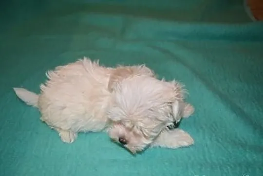 Maltipoo, MALTIPOOO, maltańczyk, pudel toy