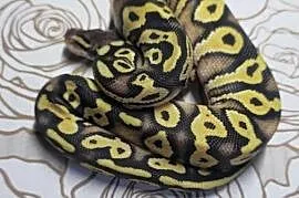 Wąż pyton królewski, python regius samica