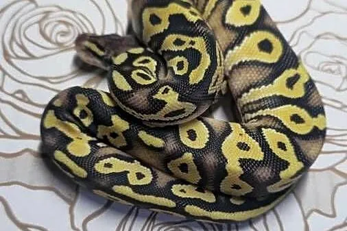 Wąż pyton królewski, python regius samica, Dolnośląskie, Wrocław