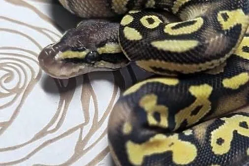 Wąż pyton królewski, python regius samica, Dolnośląskie, Wrocław